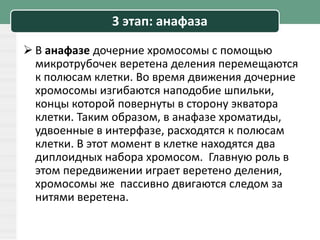3 этап: анафаза
 В анафазе дочерние хромосомы с помощью
микротрубочек веретена деления перемещаются
к полюсам клетки. Во время движения дочерние
хромосомы изгибаются наподобие шпильки,
концы которой повернуты в сторону экватора
клетки. Таким образом, в анафазе хроматиды,
удвоенные в интерфазе, расходятся к полюсам
клетки. В этот момент в клетке находятся два
диплоидных набора хромосом. Главную роль в
этом передвижении играет веретено деления,
хромосомы же пассивно двигаются следом за
нитями веретена.
 