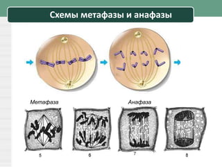 Схемы метафазы и анафазы
Метафаза Анафаза
 