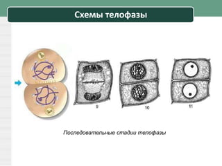 Схемы телофазы
Последовательные стадии телофазы
 