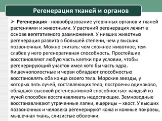 Регенерация тканей и органов
 Регенерация - новообразование утерянных органов и тканей
растениями и животными. У растений регенерация лежит в
основе вегетативного размножения. У низших животных
регенерация развита в большей степени, чем у высших
позвоночных. Можно считать: чем сложнее животное, тем
слабее у него регенеративная способность. Простейшие
восстановляют любую часть клетки при условии, чтобы
регенерирующий участок имел хотя бы часть ядра.
Кишечнополостные и черви обладают способностью
восстановлять оба конца своего тела. Морские звезды, у
которых пять лучей, составляющих тело, построены одинаково,
обладают высокой регенеративной способностью: каждый из
лучей способен восстанавливать недостающие. Земноводные
восстанавливают утраченные лапки, ящерицы – хвост. У высших
позвоночных и человека регенерируют кожа и кожные покровы,
мышечная ткань, слизистые оболочки.
 