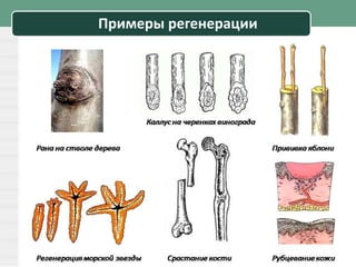 Примеры регенерации
 
