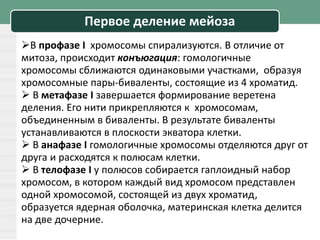Первое деление мейоза
В профазе I хромосомы спирализуются. В отличие от
митоза, происходит конъюгация: гомологичные
хромосомы сближаются одинаковыми участками, образуя
хромосомные пары-биваленты, состоящие из 4 хроматид.
 В метафазе I завершается формирование веретена
деления. Его нити прикрепляются к хромосомам,
объединенным в биваленты. В результате биваленты
устанавливаются в плоскости экватора клетки.
 В анафазе I гомологичные хромосомы отделяются друг от
друга и расходятся к полюсам клетки.
 В телофазе I у полюсов собирается гаплоидный набор
хромосом, в котором каждый вид хромосом представлен
одной хромосомой, состоящей из двух хроматид,
образуется ядерная оболочка, материнская клетка делится
на две дочерние.
 