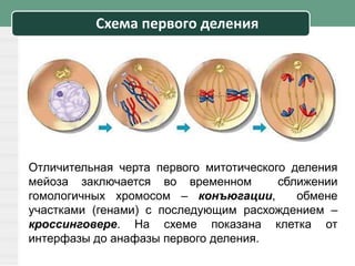 Схема первого деления
Отличительная черта первого митотического деления
мейоза заключается во временном сближении
гомологичных хромосом – конъюгации, обмене
участками (генами) с последующим расхождением –
кроссинговере. На схеме показана клетка от
интерфазы до анафазы первого деления.
 