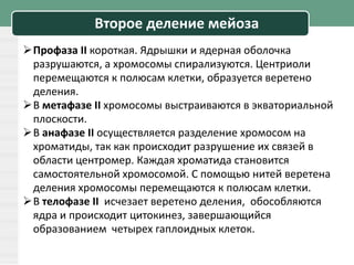 Второе деление мейоза
Профаза II короткая. Ядрышки и ядерная оболочка
разрушаются, а хромосомы спирализуются. Центриоли
перемещаются к полюсам клетки, образуется веретено
деления.
В метафазе II хромосомы выстраиваются в экваториальной
плоскости.
В анафазе II осуществляется разделение хромосом на
хроматиды, так как происходит разрушение их связей в
области центромер. Каждая хроматида становится
самостоятельной хромосомой. С помощью нитей веретена
деления хромосомы перемещаются к полюсам клетки.
В телофазе II исчезает веретено деления, обособляются
ядра и происходит цитокинез, завершающийся
образованием четырех гаплоидных клеток.
 