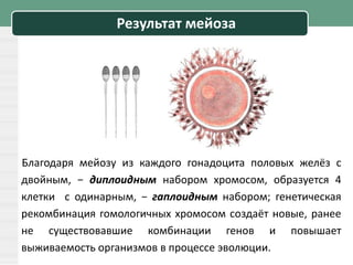 Результат мейоза
Благодаря мейозу из каждого гонадоцита половых желёз с
двойным, − диплоидным набором хромосом, образуется 4
клетки с одинарным, − гаплоидным набором; генетическая
рекомбинация гомологичных хромосом создаёт новые, ранее
не существовавшие комбинации генов и повышает
выживаемость организмов в процессе эволюции.
 