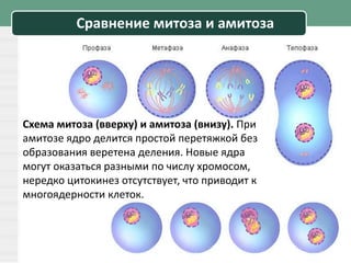 Сравнение митоза и амитоза
Схема митоза (вверху) и амитоза (внизу). При
амитозе ядро делится простой перетяжкой без
образования веретена деления. Новые ядра
могут оказаться разными по числу хромосом,
нередко цитокинез отсутствует, что приводит к
многоядерности клеток.
 