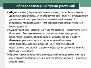 Образовательные ткани растений
Меристемы (образовательные ткани), способны активно
делиться всю жизнь. Они образуют все ткани и определяют
длительный рост растения в течение всей жизни. У
животных меристем нет, чем объясняется ограниченный
период роста.
Существует два основных типа меристем – верхушечные и
боковые. Верхушечные располагаются на верхушках
побегов и корней, обеспечивая нарастание их в длину.
Боковые располагаются параллельно боковым
поверхностям осевых органов. Они обеспечивают
нарастание стволов в толщину, образуя вторичные ткани:
флоэму и ксилему.
Кроме того в основаниях междоузлий и черешков листьев
существуют вставочные, а в местах повреждений – раневые
меристемы.
 