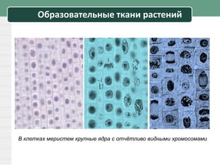 Образовательные ткани растений
В клетках меристем крупные ядра с отчётливо видными хромосомами
 