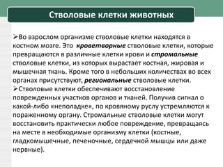 Стволовые клетки животных
Во взрослом организме стволовые клетки находятся в
костном мозге. Это кроветворные стволовые клетки, которые
превращаются в различные клетки крови и стромальные
стволовые клетки, из которых вырастает костная, жировая и
мышечная ткань. Кроме того в небольших количествах во всех
органах присутствуют, региональные стволовые клетки.
Стволовые клетки обеспечивают восстановление
поврежденных участков органов и тканей. Получив сигнал о
какой-либо «неполадке», по кровяному руслу устремляются к
пораженному органу. Стромальные стволовые клетки могут
восстановить практически любое повреждение, превращаясь
на месте в необходимые организму клетки (костные,
гладкомышечные, печеночные, сердечной мышцы или даже
нервные).
 
