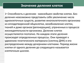 Значение деления клеток
 Способность к делению - важнейшее свойство клеток. Без
деления невозможно представить себе увеличение числа
одноклеточных существ, развитие многоклеточного организма
из оплодотворенной яйцеклетки, возобновление клеток,
тканей и даже органов (регенерацию), утраченных в процессе
жизнедеятельности организма. Деление клеток
осуществляется поэтапно. На каждом этапе деления
происходят определенные процессы. Они приводят к
удвоению генетического материала (синтезу ДНК) и его
распределению между дочерними клетками. Период жизни
клетки от одного деления до следующего называется
клеточным циклом.
 