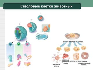 Стволовые клетки животных
 