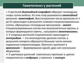 Гаметогенез у растений
 У растений диплоидный спорофит образует гаплоидные
споры путем мейоза. Из этих спор развивается гаплоидный
организм гаметофит. Восстановление числа хромосом от n
до 2n происходит в результате слияния специализированных
клеток, образуемых гаплоидным организмом - гамет .
Специализированные клетки или многоклеточные органы, в
которых формируются гаметы , называются гаметангиями.
 У споровых растений сперматогенез происходит в
антеридиях — это многократное деление клеток, в
результате которого образуется большое число мелких
подвижных сперматозоидов. Овогенез протекает в
архегониях — формирование одной, двух или нескольких
яйцеклеток.
 У цветковых растений гаметогенез протекает в цветке:
сперматогенез в андроцее, а овогенез в гинецее.
 
