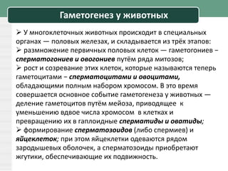 Гаметогенез у животных
 У многоклеточных животных происходит в специальных
органах — половых железах, и складывается из трёх этапов:
 размножение первичных половых клеток — гаметогониев −
сперматогониев и овогониев путём ряда митозов;
 рост и созревание этих клеток, которые называются теперь
гаметоцитами − сперматоцитами и овоцитами,
обладающими полным набором хромосом. В это время
совершается основное событие гаметогенеза у животных —
деление гаметоцитов путём мейоза, приводящее к
уменьшению вдвое числа хромосом в клетках и
превращению их в гаплоидные сперматиды и оватиды;
 формирование сперматозоидов (либо спермиев) и
яйцеклеток; при этом яйцеклетки одеваются рядом
зародышевых оболочек, а сперматозоиды приобретают
жгутики, обеспечивающие их подвижность.
 