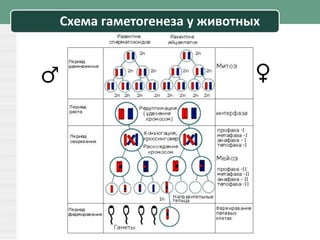 Схема гаметогенеза у животных
♂ ♀
 