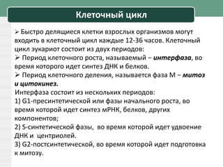Клеточный цикл
 Быстро делящиеся клетки взрослых организмов могут
входить в клеточный цикл каждые 12-36 часов. Клеточный
цикл эукариот состоит из двух периодов:
 Период клеточного роста, называемый − интерфаза, во
время которого идет синтез ДНК и белков.
 Период клеточного деления, называется фаза М − митоз
и цитокинез.
Интерфаза состоит из нескольких периодов:
1) G1-пресинтетической или фазы начального роста, во
время которой идет синтез мРНК, белков, других
компонентов;
2) S-синтетической фазы, во время которой идет удвоение
ДНК и центриолей.
3) G2-постсинтетической, во время которой идет подготовка
к митозу.
 