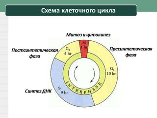 Схема клеточного цикла
 