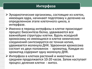 Интерфаза
 Эукариотические организмы, состоящие из клеток,
имеющих ядра, начинают подготовку к делению на
определенном этапе клеточного цикла, в
интерфазе.
 Именно в период интерфазы в клетке происходит
процесс биосинтеза белка, удваиваются все
важнейшие структуры клетки. Вдоль исходной
хромосомы из имеющихся в клетке химических
соединений синтезируется ее точная копия,
удваивается молекула ДНК. Удвоенная хромосома
состоит из двух половинок - хроматид. Каждая из
хроматид содержит одну молекулу ДНК.
 Интерфаза в клетках растений и животных в
среднем продолжается 10-20 часов. Затем наступает
процесс деления клетки - митоз.
 