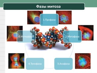 Фазы митоза
1.Профаза
2.Метафаза
3.Анафаза4.Телофаза
0.Интерфаза
 
