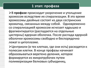 1 этап: профаза
В профазе происходит укорочение и утолщение
хромосом вследствие их спирализации. В это время
хромосомы двойные состоят из двух сестринских
хроматид, связанных между собой. Одновременно
со спирализацией хромосом исчезает ядрышко и
фрагментируется (распадается на отдельные
цистерны) ядерная оболочка. После распада ядерной
оболочки хромосомы свободно и беспорядочно
лежат в цитоплазме.
Центриоли (в тех клетках, где они есть) расходятся к
полюсам клетки. В конце профазы начинает
образовываться веретено деления, которое
формируется из микротрубочек путем
полимеризации белковых субъединиц.
 