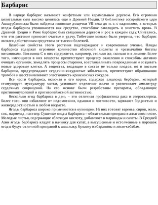 Барбарис	
В	 народе	 барбарис	 называют	 конфетным	 или	 карамельным	 деревом.	 Его	 огромная
целительная	 сила	 высоко	 ценилась	 еще	 в	 Древней	 Индии.	 В	 библиотеке	 ассирийского	 царя
Ашшурбанипала	были	найдены	глиняные	дощечки	VII	века	до	н.	э.	с	надписями,	в	которых
ягоды	 барбариса	 упоминаются	 как	 средство,	 способное	 омолодить	 и	 очистить	 кровь.	 В
Древней	Греции	и	Риме	барбарис	был	священным	деревом	и	рос	в	каждом	саду.	Считалось,
что	это	растение	приносит	счастье	и	удачу.	Тибетские	монахи	были	уверены,	что	барбарис
являлся	действенным	средством	от	тысячи	болезней.
Целебные	 свойства	 этого	 растения	 подтверждают	 и	 современные	 ученые.	 Плоды
барбариса	 содержат	 огромное	 количество	 яблочной	 кислоты	 и	 чрезвычайно	 богаты
витаминами.	Витамина	С	в	них	содержится,	например,	столько	же,	сколько	и	в	лимоне.	Более
того,	 имеющиеся	 в	 них	 вещества	 препятствуют	 процессу	 окисления	 и	 способны	 активно
очищать	организм,	замедлять	процессы	старения,	восстанавливать	поврежденные	и	создавать
новые	 здоровые	 клетки.	 А	 вещества,	 входящие	 в	 состав	 не	 только	 плодов,	 но	 и	 листьев
барбариса,	 предупреждают	 сердечно-сосудистые	 заболевания,	 препятствуют	 образованию
тромбов	и	восстанавливают	эластичность	кровеносных	сосудов.
Все	 части	 барбариса,	 включая	 и	 его	 корни,	 содержат	 алкалоид	 берберин,	 который
стимулирует	 мускулатуру	 матки,	 усиливает	 отделение	 желчи	 и	 увеличивает	 амплитуду
сердечных	 сокращений.	 На	 его	 основе	 были	 разработаны	 препараты,	 обладающие
противоопухолевой	и	противолейкозной	активностью.
Несколько	 ягод	 барбариса	 в	 день	 –	 это	 отличная	 профилактика	 рака	 и	 атеросклероза.
Более	того,	они	избавляют	от	недомогания,	одышки	и	потливости,	заряжают	бодростью	и
жизнерадостностью	в	любом	возрасте.
Ягоды	барбариса	широко	применяются	в	кулинарии.	Из	них	готовят	варенье,	сироп,	желе,
сок,	мармелад,	пастилу.	Сушеные	ягоды	барбариса	–	обязательная	приправа	в	азиатском	плове.
Молодые	листья,	содержащие	яблочную	кислоту,	добавляют	в	маринады	и	салаты.	В	Средней
Азии	ягоды	барбариса	кладут	в	начинку	для	купат,	а	высушенные	и	истолченные	в	порошок
ягоды	будут	отличной	приправой	к	шашлыку,	бульону	из	баранины	и	люля-кебабам.
 