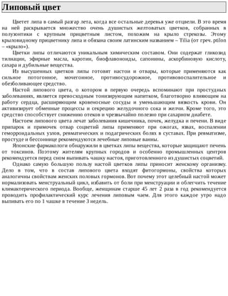 Липовый	цвет	
Цветет	липа	в	самый	разгар	лета,	когда	все	остальные	деревья	уже	отцвели.	В	это	время
на	 ней	 раскрывается	 множество	 очень	 душистых	 желтоватых	 цветков,	 собранных	 в
полузонтики	 с	 крупным	 прицветным	 листом,	 похожим	 на	 крыло	 стрекозы.	 Этому
крыловидному	прицветнику	липа	и	обязана	своим	латинским	названием	–	Tilia	(от	греч.	ptilon
–	«крыло»).
Цветки	 липы	 отличаются	 уникальным	 химическим	 составом.	 Они	 содержат	 гликозид
тилиацин,	 эфирные	 масла,	 каротин,	 биофлавоноиды,	 сапонины,	 аскорбиновую	 кислоту,
сахара	и	дубильные	вещества.
Из	 высушенных	 цветков	 липы	 готовят	 настои	 и	 отвары,	 которые	 применяются	 как
сильное	 потогонное,	 мочегонное,	 противосудорожное,	 противовоспалительное	 и
обезболивающее	средство.
Настой	 липового	 цвета,	 о	 котором	 в	 первую	 очередь	 вспоминают	 при	 простудных
заболеваниях,	является	превосходным	тонизирующим	напитком,	благотворно	влияющим	на
работу	 сердца,	 расширяющим	 кровеносные	 сосуды	 и	 уменьшающим	 вязкость	 крови.	 Он
активизирует	 обменные	 процессы	 и	 секрецию	 желудочного	 сока	 и	 желчи.	 Кроме	 того,	 это
средство	способствует	снижению	отеков	и	чрезвычайно	полезно	при	сахарном	диабете.
Настоем	липового	цвета	лечат	заболевания	кишечника,	почек,	желудка	и	печени.	В	виде
припарок	 и	 примочек	 отвар	 соцветий	 липы	 применяют	 при	 ожогах,	 язвах,	 воспалении
геморроидальных	узлов,	ревматических	и	подагрических	болях	в	суставах.	При	ревматизме,
простуде	и	бессоннице	рекомендуются	лечебные	липовые	ванны.
Японские	фармакологи	обнаружили	в	цветках	липы	вещества,	которые	защищают	печень
от	 токсинов.	 Поэтому	 жителям	 крупных	 городов	 и	 особенно	 промышленных	 центров
рекомендуется	перед	сном	выпивать	чашку	настоя,	приготовленного	из	душистых	соцветий.
Однако	 самую	 большую	 пользу	 настой	 цветков	 липы	 приносит	 женскому	 организму.
Дело	 в	 том,	 что	 в	 состав	 липового	 цвета	 входят	 фитогормоны,	 свойства	 которых
аналогичны	свойствам	женских	половых	гормонов.	Вот	почему	этот	целебный	настой	может
нормализовать	менструальный	цикл,	избавить	от	боли	при	менструации	и	облегчить	течение
климактерического	 периода.	 Вообще,	 женщинам	 старше	 45	 лет	 2	 раза	 в	 год	 рекомендуется
проводить	 профилактический	 курс	 лечения	 липовым	 чаем.	 Для	 этого	 каждое	 утро	 надо
выпивать	его	по	1	чашке	в	течение	3	недель.
 