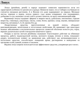 Лопух	
Лопух	 (репейник,	 репей)	 в	 народе	 называют	 символом	 навязчивости	 из-за	 его
характерной	особенности	цепляться	к	одежде.	Немногие	знают,	что	в	Сибири	и	на	Кавказе	он
считается	 овощным	 растением.	 А	 в	 Японии	 его	 даже	 выращивают	 на	 грядках.	 Молодые
листья,	 черешки	 и	 корень	 лопуха	 первого	 года	 жизни	 отваривают	 или	 поджаривают,
добавляют	в	суп,	выпекают	из	них	хлеб	и	делают	напиток,	по	вкусу	напоминающий	кофе.
Корневище	лопуха	содержит	эфирное	и	жирное	масла,	дубильные,	пектиновые,	горькие
вещества,	гликозиды,	алкалоиды,	смолы,	слизи,	белок,	крахмал,	сахар,	инулин,	минеральные
вещества,	витамины	С,	Е,	D,	группы	В	и	др.
Лекарственные	 средства,	 приготовленные	 из	 корней	 лопуха,	 обладают
ранозаживляющим,	 мочегонным	 и	 потогонным	 свойствами.	 Их	 применяют	 при	 некоторых
кожных	заболеваниях	и	воспалительных	процессах	слизистой	оболочки	полости	рта,	горла,
верхних	дыхательных	путей	и	желудочно-кишечного	тракта.
Отвары	 и	 настои	 листьев	 репейника	 оказывают	 благотворное	 действие	 на	 обменные
процессы,	 работу	 поджелудочной	 железы,	 желчного	 пузыря,	 печени	 и	 почек,	 повышают
диурез,	 положительно	 влияют	 на	 заживление	 ран,	 действуют	 как	 антиканцерогенное	 и
потогонное	 средство,	 способствуют	 очищению	 крови,	 растворению	 и	 выведению	 из
организма	солей,	камней,	шлаков	и	токсинов.
Издавна	лопух	широко	используется	как	эффективное	средство,	ускоряющее	рост	волос.
 