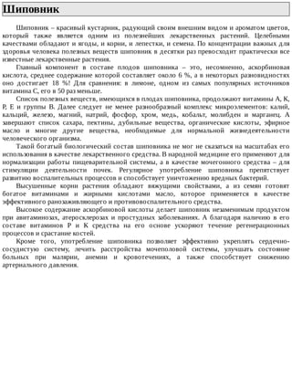 Шиповник	
Шиповник	–	красивый	кустарник,	радующий	своим	внешним	видом	и	ароматом	цветов,
который	 также	 является	 одним	 из	 полезнейших	 лекарственных	 растений.	 Целебными
качествами	обладают	и	ягоды,	и	корни,	и	лепестки,	и	семена.	По	концентрации	важных	для
здоровья	человека	полезных	веществ	шиповник	в	десятки	раз	превосходит	практически	все
известные	лекарственные	растения.
Главный	 компонент	 в	 составе	 плодов	 шиповника	 –	 это,	 несомненно,	 аскорбиновая
кислота,	среднее	содержание	которой	составляет	около	6	%,	а	в	некоторых	разновидностях
оно	 достигает	 18	 %!	 Для	 сравнения:	 в	 лимоне,	 одном	 из	 самых	 популярных	 источников
витамина	С,	его	в	50	раз	меньше.
Список	полезных	веществ,	имеющихся	в	плодах	шиповника,	продолжают	витамины	А,	К,
Р,	 Е	 и	 группы	 В.	 Далее	 следует	 не	 менее	 разнообразный	 комплекс	 микроэлементов:	 калий,
кальций,	 железо,	 магний,	 натрий,	 фосфор,	 хром,	 медь,	 кобальт,	 молибден	 и	 марганец.	 А
завершают	 список	 сахара,	 пектины,	 дубильные	 вещества,	 органические	 кислоты,	 эфирное
масло	 и	 многие	 другие	 вещества,	 необходимые	 для	 нормальной	 жизнедеятельности
человеческого	организма.
Такой	богатый	биологический	состав	шиповника	не	мог	не	сказаться	на	масштабах	его
использования	в	качестве	лекарственного	средства.	В	народной	медицине	его	применяют	для
нормализации	работы	пищеварительной	системы,	а	в	качестве	мочегонного	средства	–	для
стимуляции	 деятельности	 почек.	 Регулярное	 употребление	 шиповника	 препятствует
развитию	воспалительных	процессов	и	способствует	уничтожению	вредных	бактерий.
Высушенные	 корни	 растения	 обладают	 вяжущими	 свойствами,	 а	 из	 семян	 готовят
богатое	 витаминами	 и	 жирными	 кислотами	 масло,	 которое	 применяется	 в	 качестве
эффективного	ранозаживляющего	и	противовоспалительного	средства.
Высокое	содержание	аскорбиновой	кислоты	делает	шиповник	незаменимым	продуктом
при	 авитаминозах,	 атеросклерозах	 и	 простудных	 заболеваниях.	 А	 благодаря	 наличию	 в	 его
составе	 витаминов	 Р	 и	 К	 средства	 на	 его	 основе	 ускоряют	 течение	 регенерационных
процессов	и	срастание	костей.
Кроме	 того,	 употребление	 шиповника	 позволяет	 эффективно	 укреплять	 сердечно-
сосудистую	 систему,	 лечить	 расстройства	 мочеполовой	 системы,	 улучшать	 состояние
больных	 при	 малярии,	 анемии	 и	 кровотечениях,	 а	 также	 способствует	 снижению
артериального	давления.
 