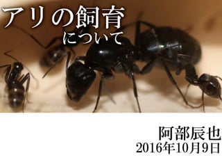 アリの飼育について