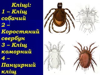 Кліщі:
1 – Кліщ
собачий
2 –
Коростяний
свербун
3 – Кліщ
коморний
4 –
Панцирний
кліщ
 