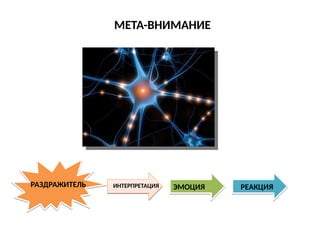 МЕТА-ВНИМАНИЕ
ИНТЕРПРЕТАЦИЯРАЗДРАЖИТЕЛЬ ЭМОЦИЯ РЕАКЦИЯ
 