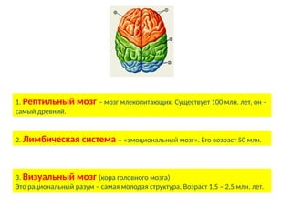 1. Рептильный мозг – мозг млекопитающих. Существует 100 млн. лет, он –
самый древний.
2. Лимбическая система – «эмоциональный мозг». Его возраст 50 млн.
3. Визуальный мозг (кора головного мозга)
Это рациональный разум – самая молодая структура. Возраст 1,5 – 2,5 млн. лет.
 