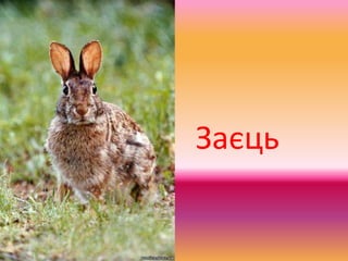 Заєць
 