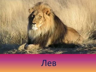 Лев
 