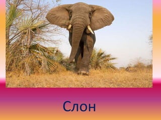 Слон
 