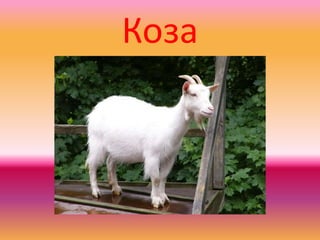 Коза
 
