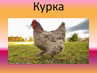 Курка
 