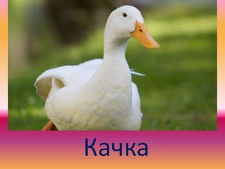 Качка
 