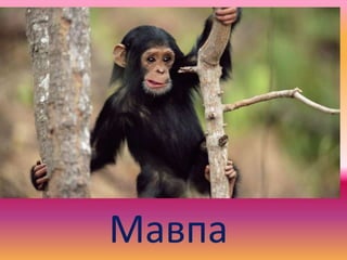 Мавпа
 