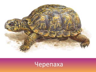 Черепаха
 
