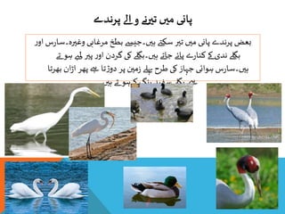 پرندوں کی دنيا | PPT
