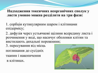 Надходження токсичних неорганічних сполук у
листя умовно можна розділити на три фази:
1. сорбція кутикулярним шаром і клітинами
епідермісу;
2. дифузія через устьячкові щілини всередину листа і
розчинення у воді, що насичує оболонки клітин та
вистилають дихальні порожнини;
3. пересування від місць
поглинання до сусідніх
тканин і накопичення
в клітинах.
 