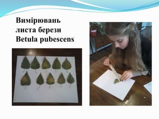 Вимірювань
листа берези
Betula pubescens
 