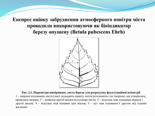 Експрес оцінку забруднення атмосферного повітря міста
проводили використовуючи як біоіндикатор
березу опушену (Betula pubescens Ehrh)
Рис. 2.1. Параметри вимірювань листа берези для розрахунку флуктуаційної асиметрії
1 – ширина половинки листа (лист складають навпіл, потім розгинають і по зморшці, що утворилась,
проводять виміри; 2 – довжина другої жилки від основи листа; 3 – відстань між основами першої і
другої жилок; 4 – відстань між кінцями цих жилок; 5 – кут між головною і другою від основи
жилками.
 