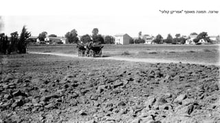 ‫שרונה‬.‫מאוסף‬ ‫תמונה‬"‫אמריקן‬‫קולוני‬"
 