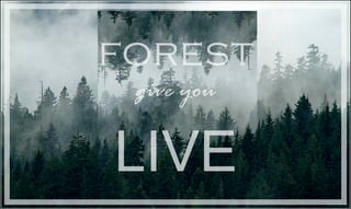 forest
giveyou
LIVE
 