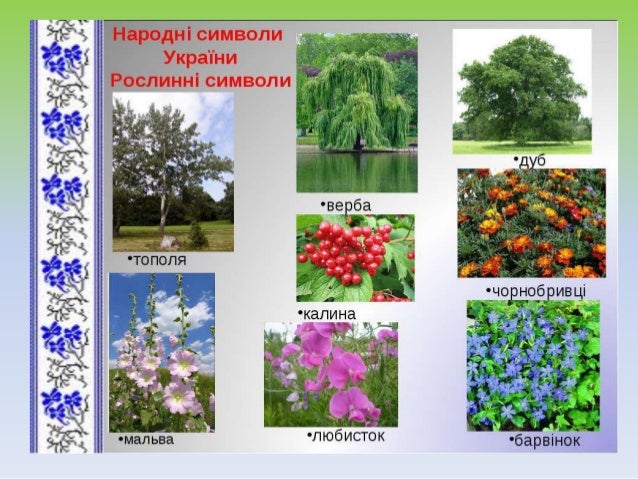 Рослини символи україни