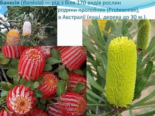 Банксія (Banksia) — рід з біля 170 видів рослин
родини протейних (Proteaceae),
поширений виключно в Австралії (кущі, дерева до 30 м.).
 