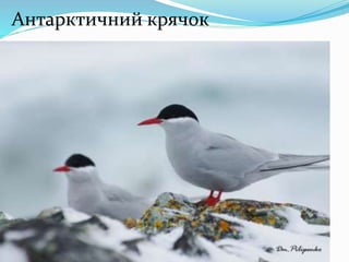 Антарктичний крячок
 