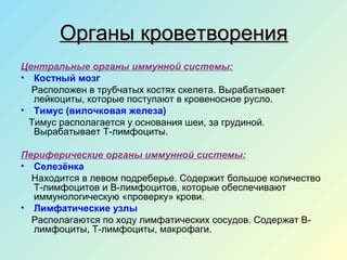 Органы кроветворенияОрганы кроветворения
Центральные органы иммунной системы:
• Костный мозг
Расположен в трубчатых костях скелета. Вырабатывает
лейкоциты, которые поступают в кровеносное русло.
• Тимус (вилочковая железа)
Тимус располагается у основания шеи, за грудиной.
Вырабатывает Т-лимфоциты.
Периферические органы иммунной системы:
• Селезёнка
Находится в левом подреберье. Содержит большое количество
Т-лимфоцитов и В-лимфоцитов, которые обеспечивают
иммунологическую «проверку» крови.
• Лимфатические узлы
Располагаются по ходу лимфатических сосудов. Содержат В-
лимфоциты, Т-лимфоциты, макрофаги.
 
