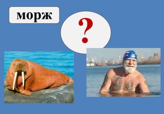 ?
морж
 
